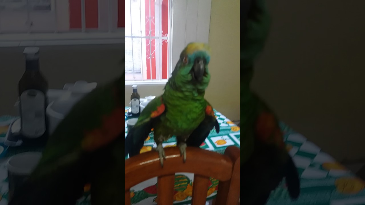 Melhor Risada do MUNDO!! (Risada de Loro)