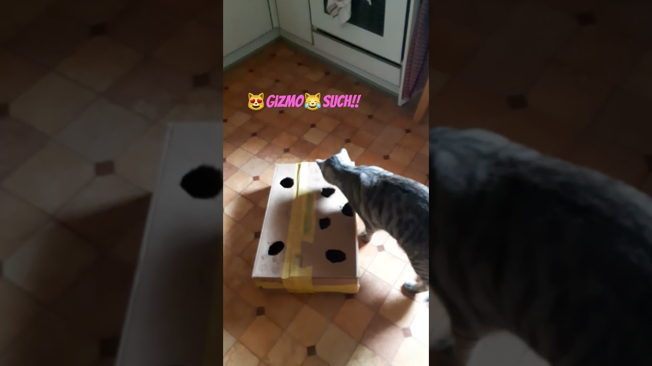 😻Gizmo😹such!!! #cat #cute #funny #shorts