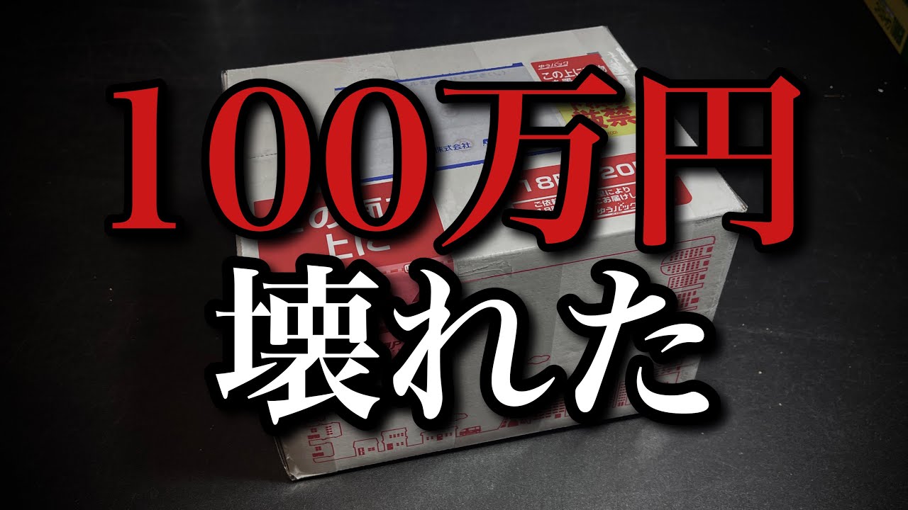100万円で買った標本が破損して届いた プリモスマルガタクワガタ【コロフォン】Colophon primosi