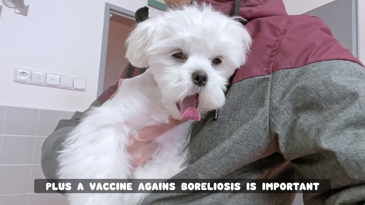 5 DANGEROUS THINGS THAT SHORTEN YOUR DOGS LIFE!