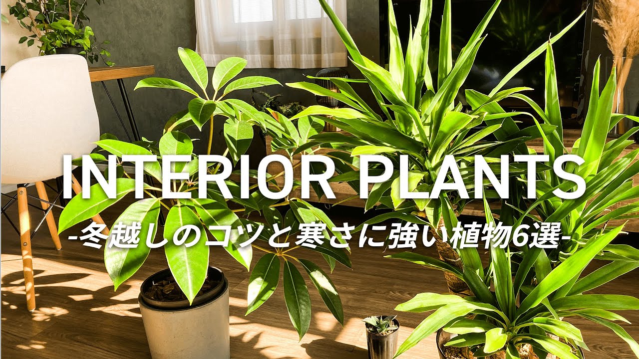 【インテリアグリーン】氷点下に耐えられるものも！おしゃれで寒さに強い植物6選と冬に気を付けたい3つのこと | 育て方のポイントや特徴についても解説