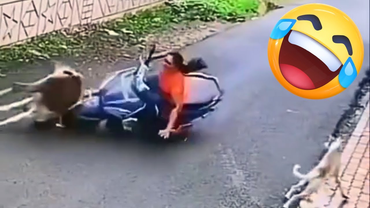 Compila&ccedil;&atilde;o De V&iacute;deos Engra&ccedil;ados 2025 😂 TENTE N&Atilde;O RIR #1