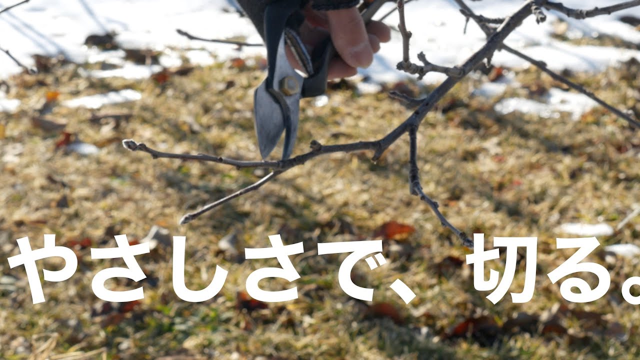 【弱剪定の極み】りんご（棚）の枝の先端の切り方 -高密植栽培編-