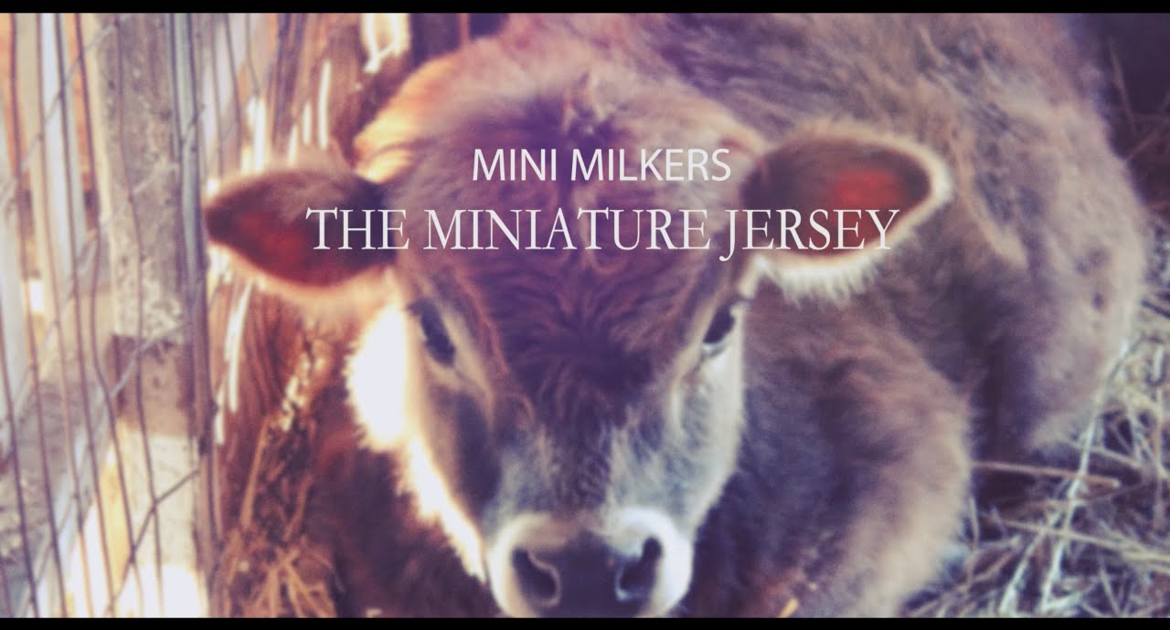 Mini Milkers - The Miniature Jersey Cow