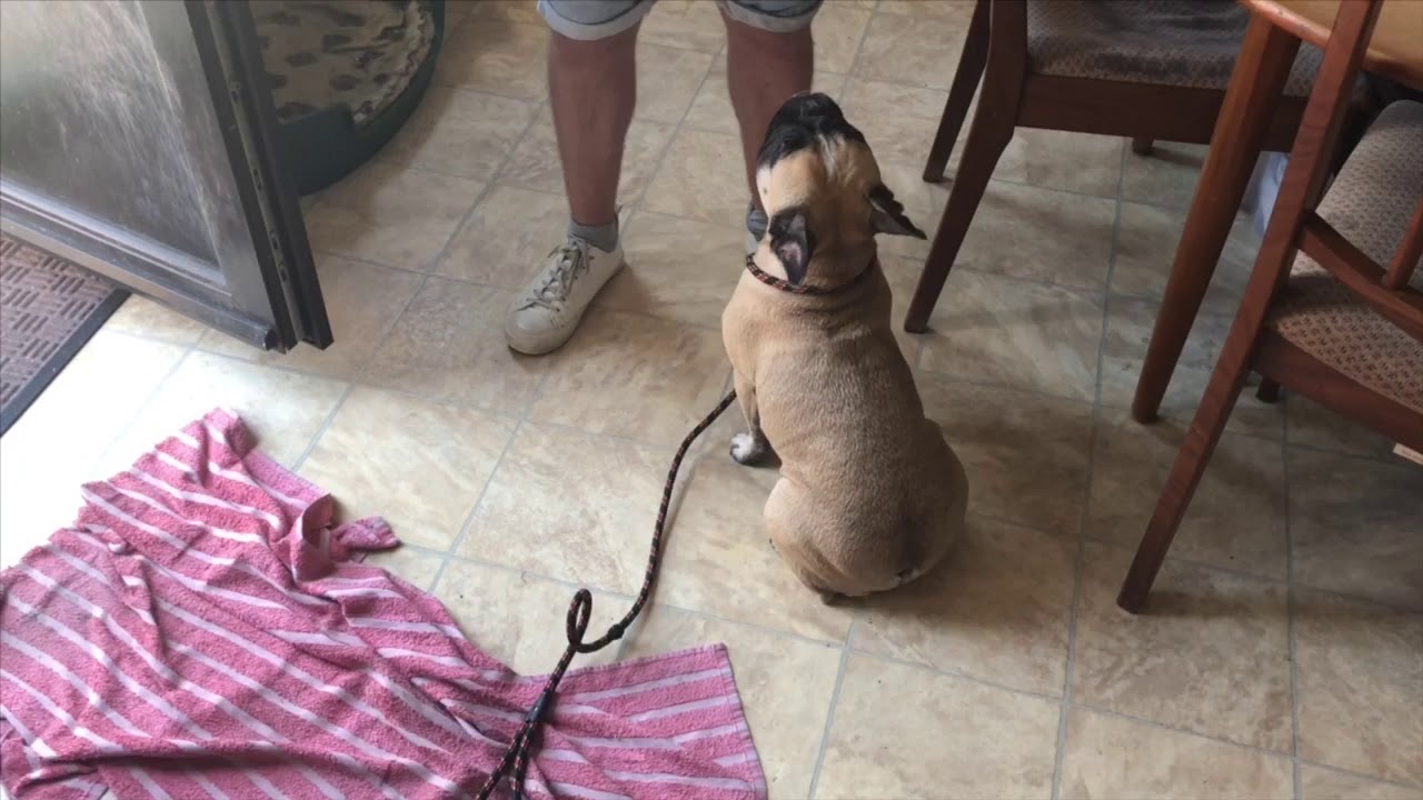 CRAZY FRENCHIES CONT... are you a trigger to your dogs reactivity?