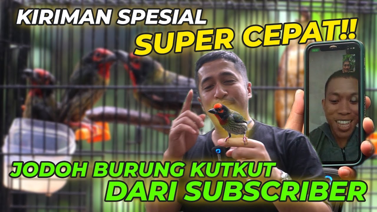 SORE BARU TAYANG, TIBA2 SUBSCRIBER PAGINYA UDAH NGIRIM BURUNG ❗