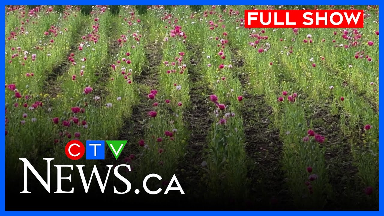 60,000 opium poppy plants seized in Edmonton | CTV News Edmonton at Five for Oct. 14, 2025
