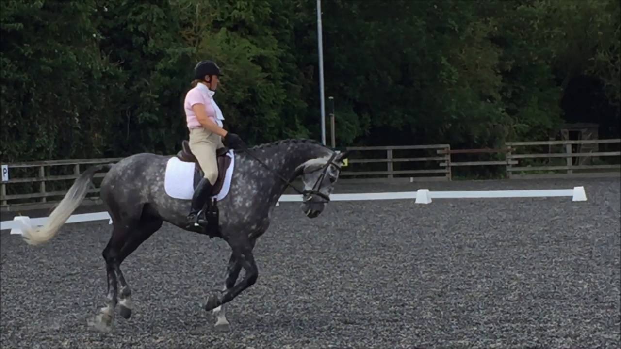 Milton DressageTest Prelim 12 06 08 16