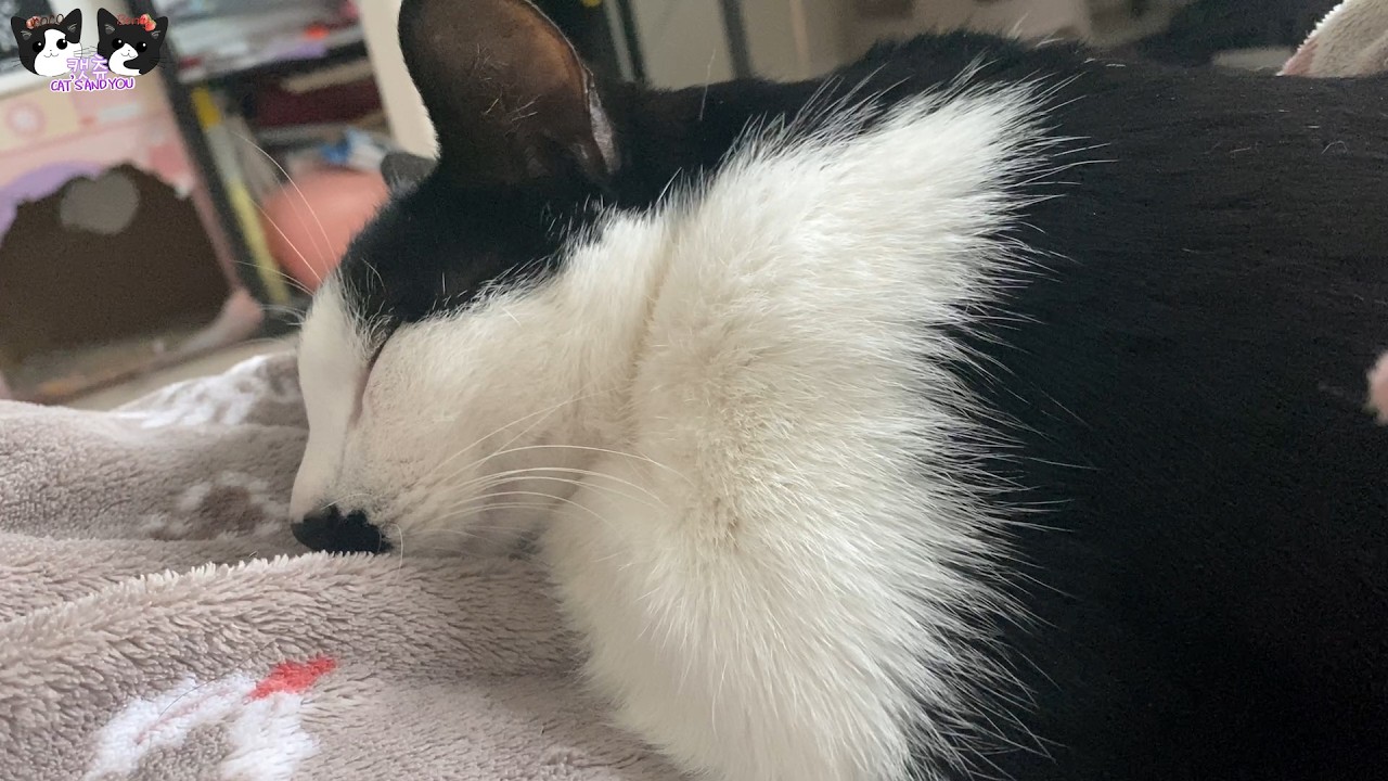 고양이들이 침대 위에서 너무 편하게 쉬고 있는 모습입니다~