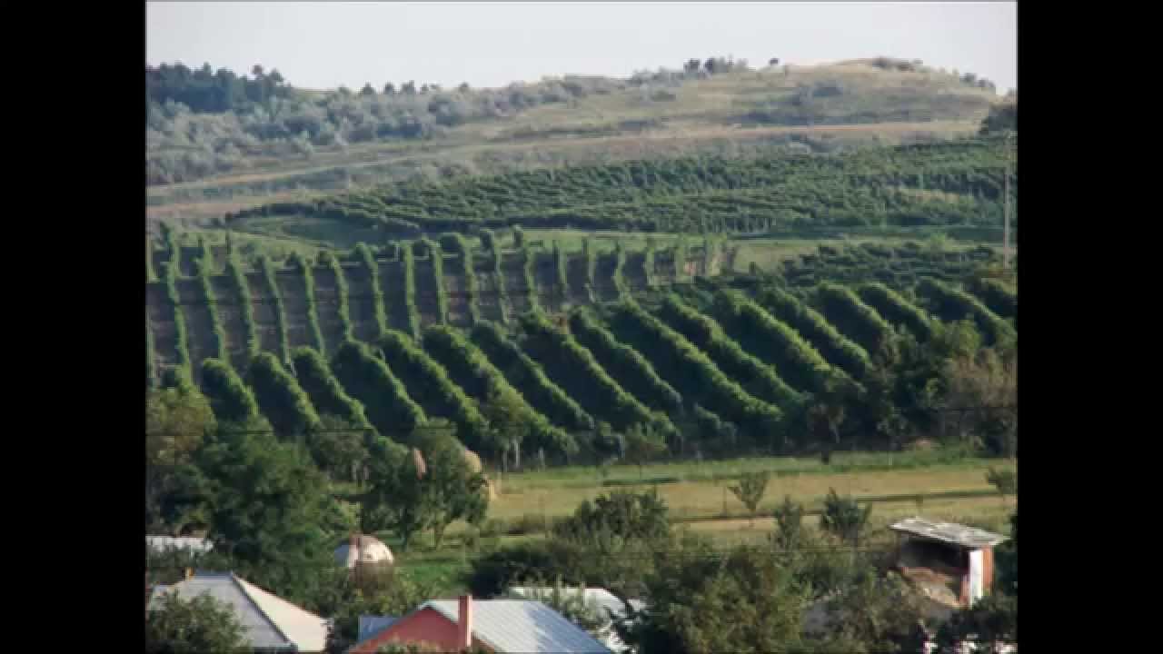 Calarasi Калараш Calarache