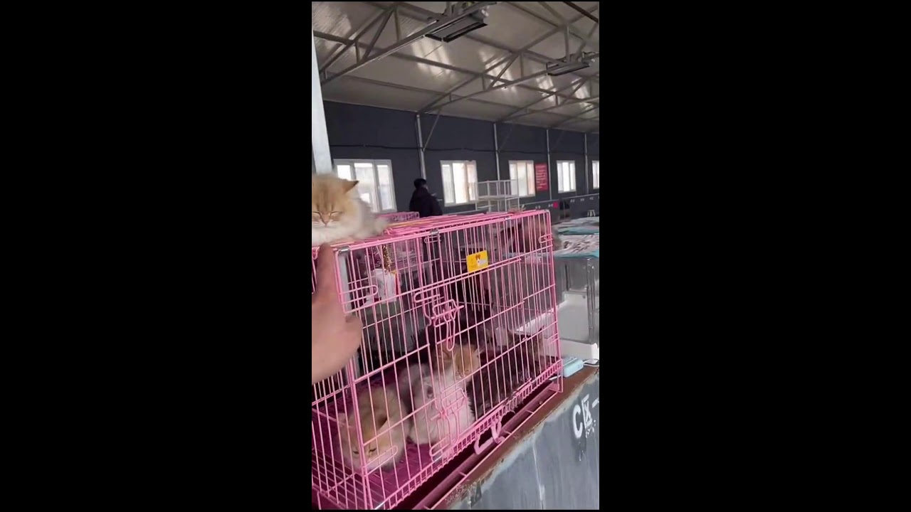 LIVE from Crowded Pet Market | Kitten Stalls & Street Chaos | Subscribe Now