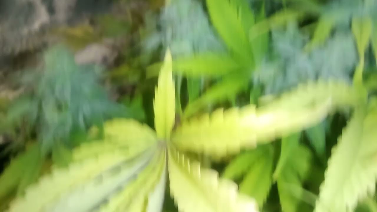 Grimm Glue. Number 3 Pheno. Day 49 of Flower.