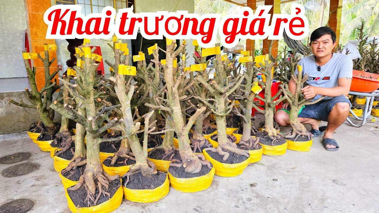 Em Vinh 📲 0964704051 Khai trương Giảo Thủ Đức đế đẹp giá siêu rẻ 22/2 Chợ Gạo (@MaivàngQuêdừa)