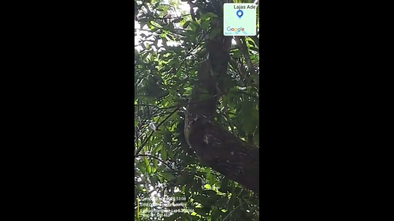 Finca Los Monos - AVC