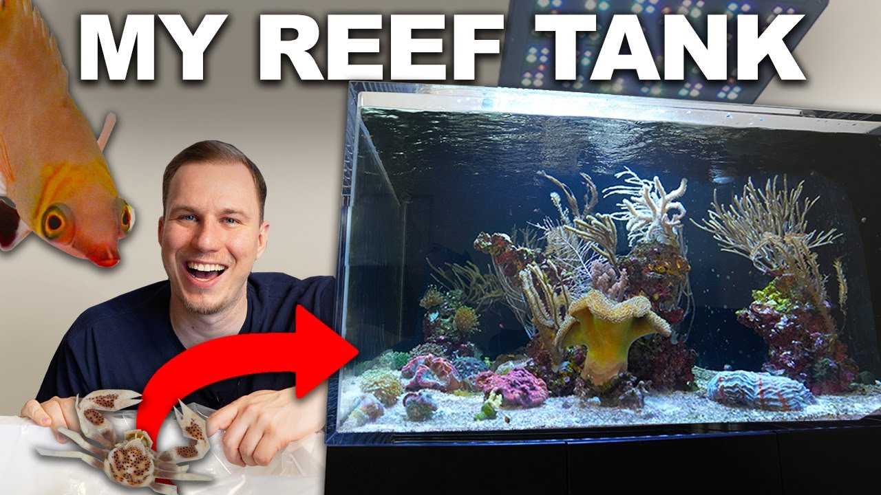 10 NEW ANIMALS for my AQUARIUM!