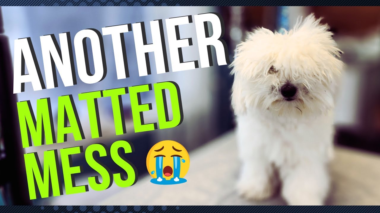 Dog Grooming a Matted Coton De Tulear (Difficult Groom)