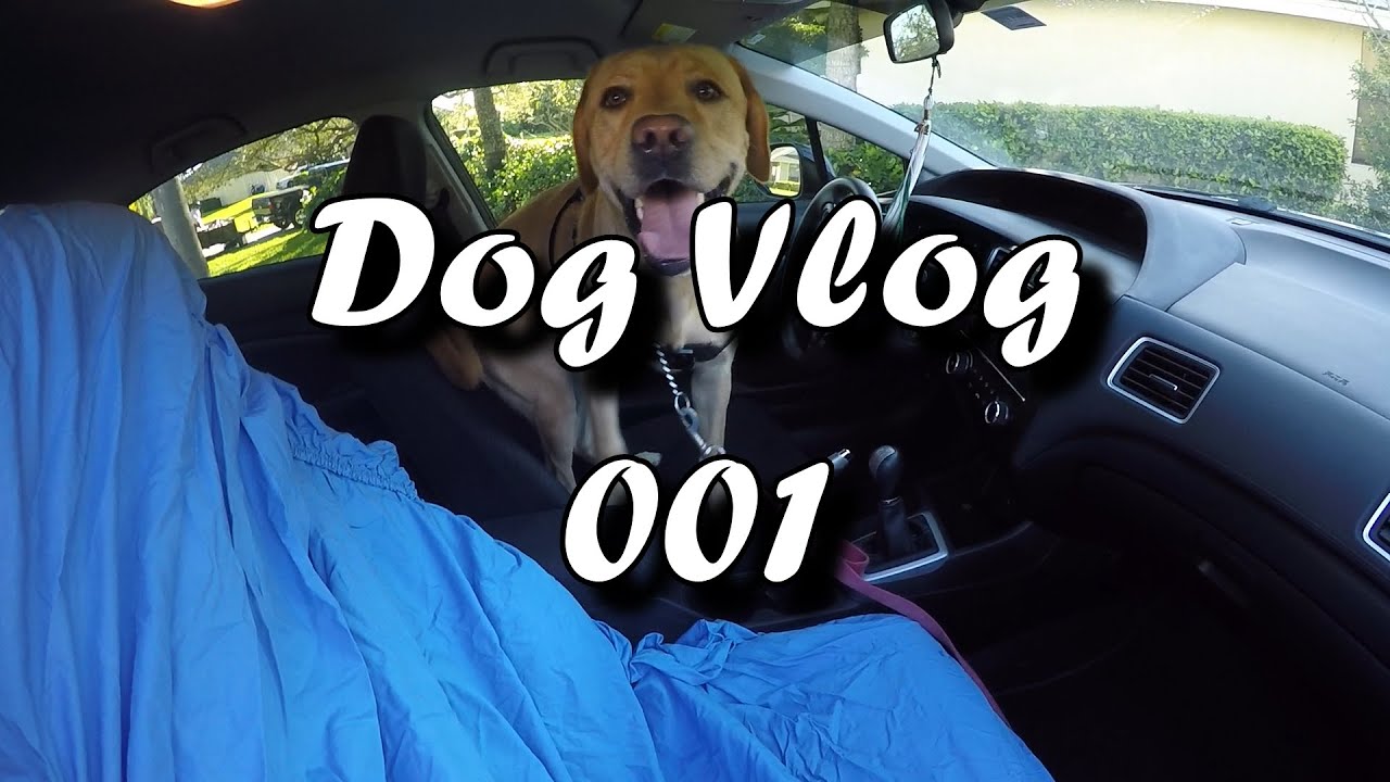 Dog Vlog - The Beginning of a New Adventure