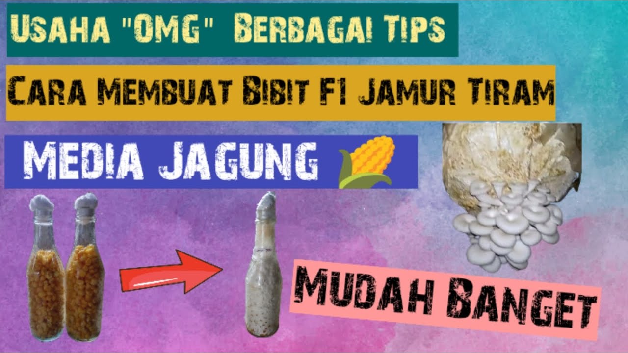 Cara Membuat Media Bibit F1 Jamur Tiram Dengan Media Biji Jagung buat usaha pemula wajib coba!