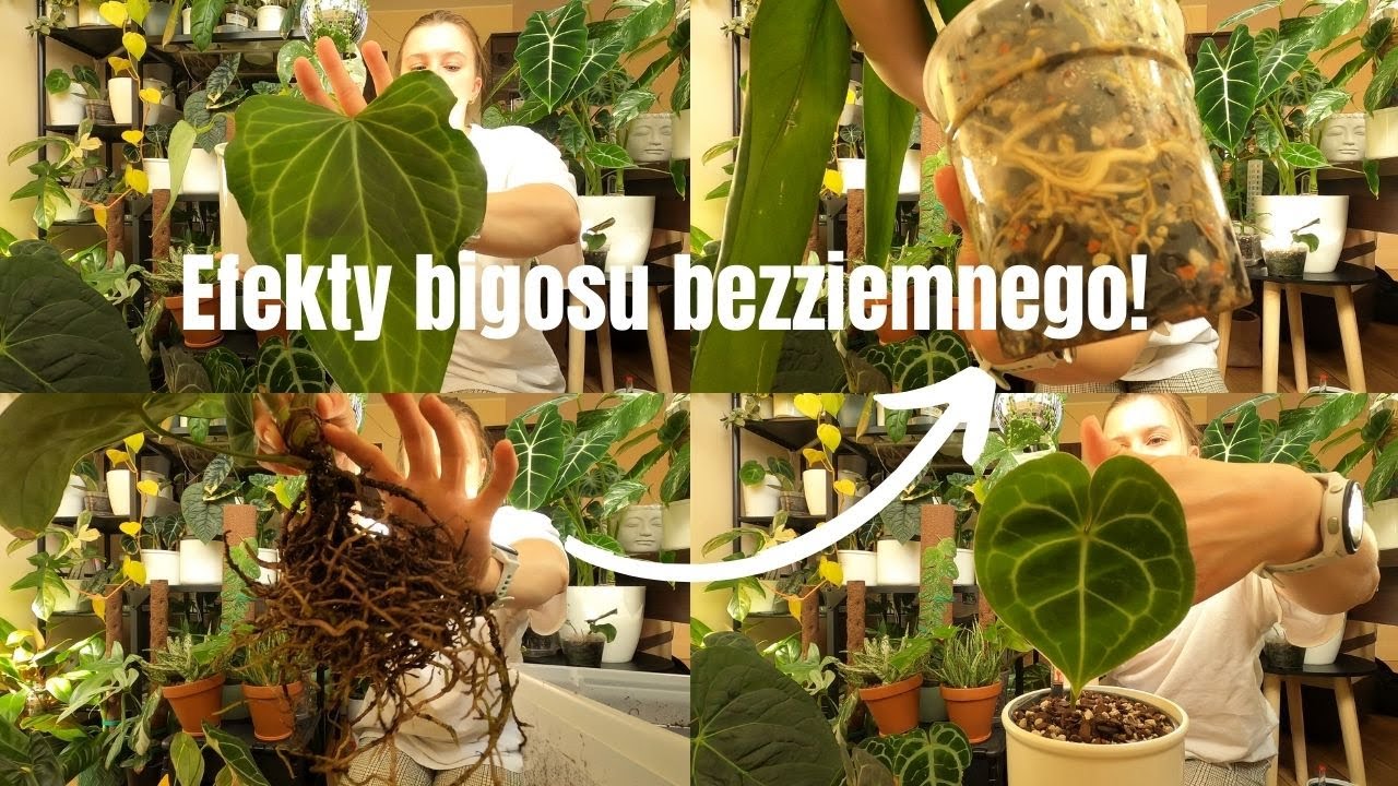 Anthurium w bigosie bezziemnym - jak sobie radzą? 🌿✂️ Sadzenie, cięcie i aktualizacja