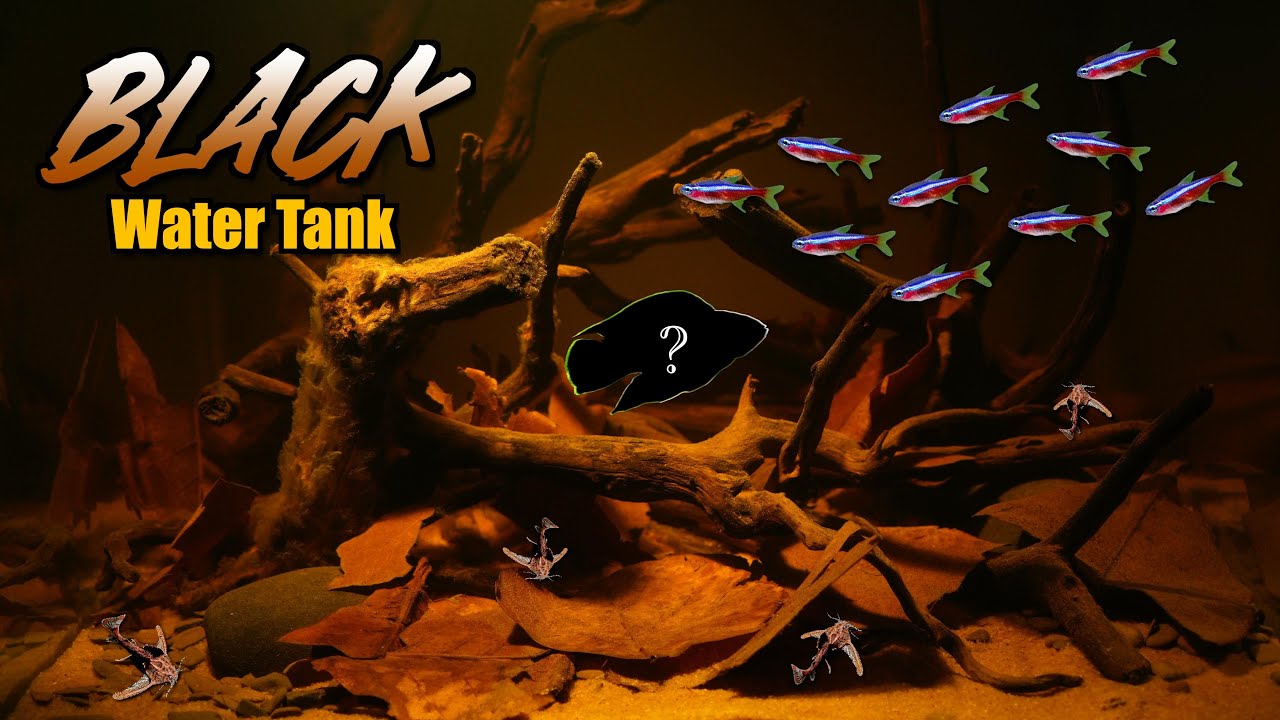 Mysterious BLACK Water Tank#aquarium #fishkeepinghobby #fish #blackwater #aquascapegallery #fishcare
