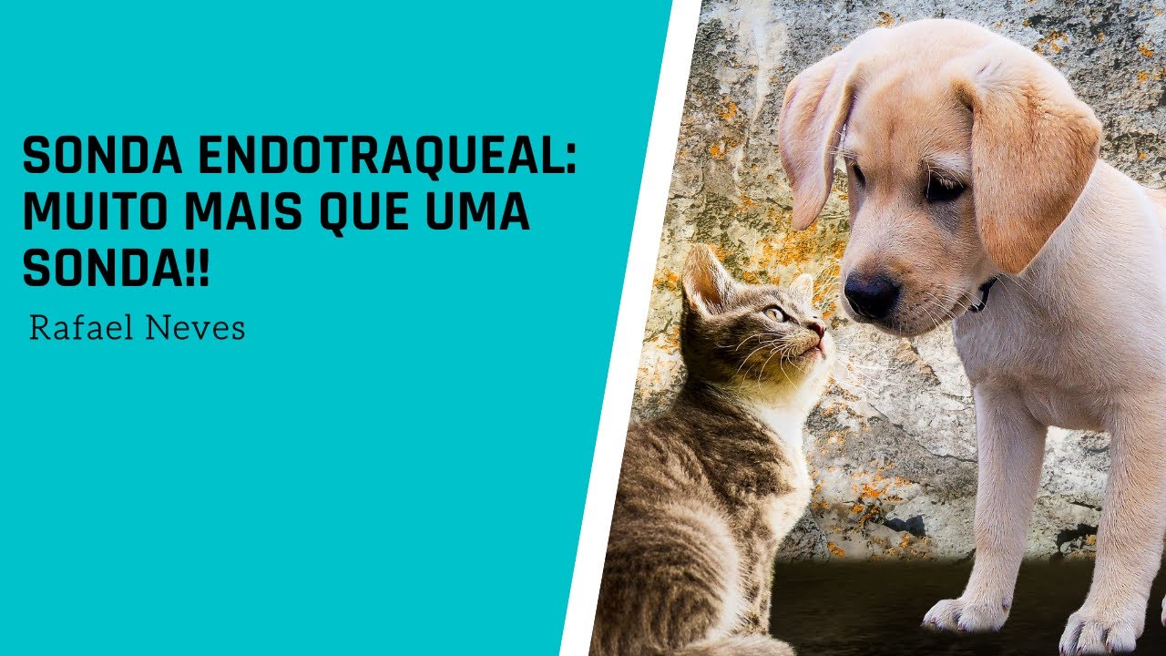 SONDA ENDOTRAQUEAL: MUITO MAIS QUE UMA SONDA