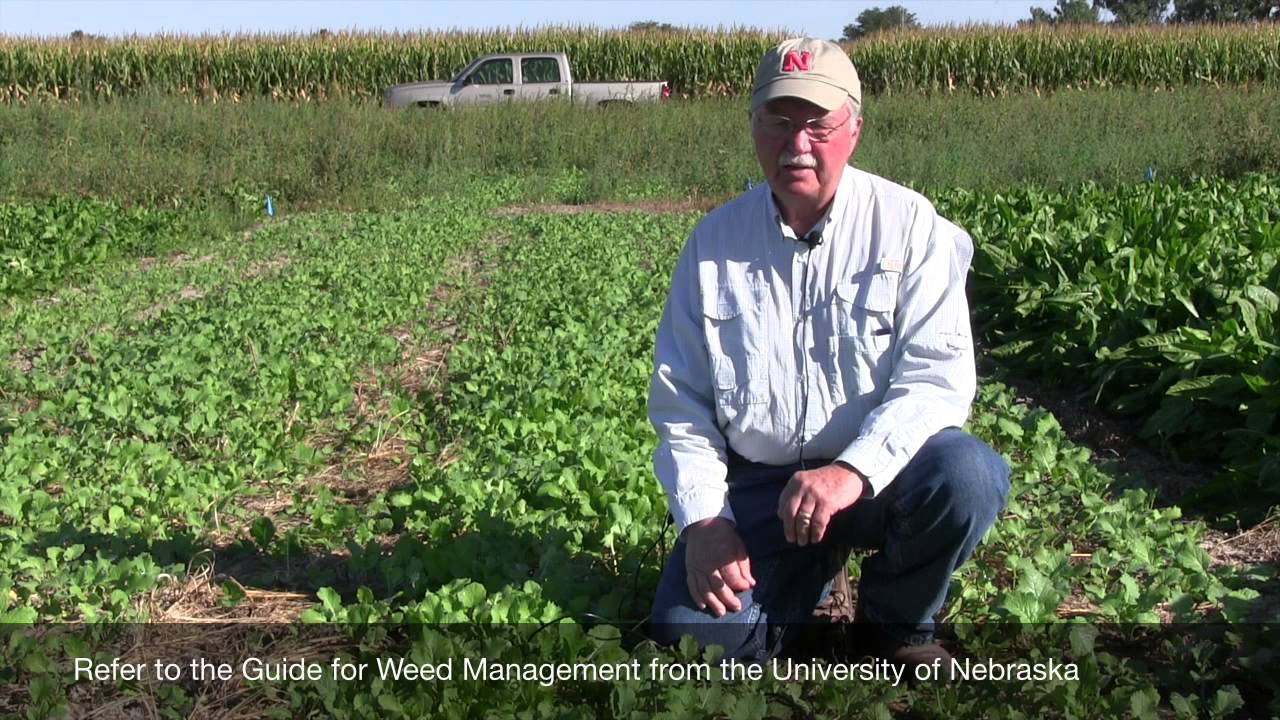 Weed Control for food plots