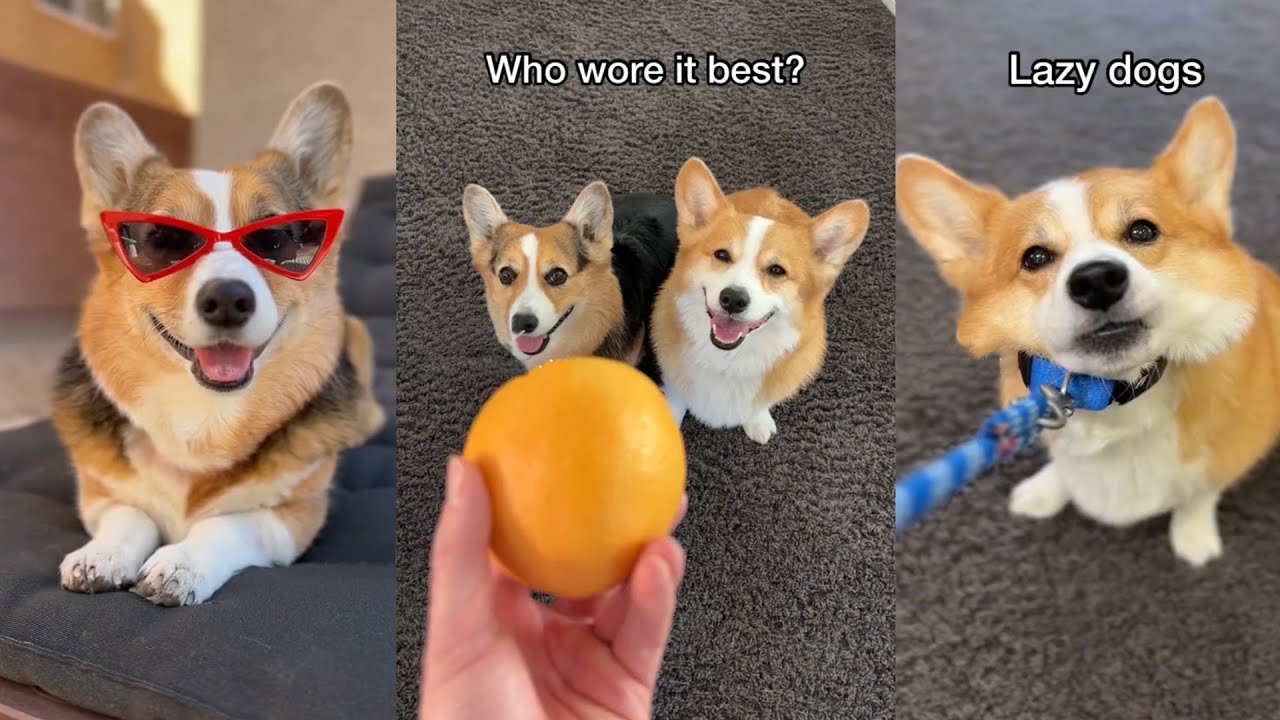 New Best Hammy and Olivia Tik Toks 2023 - New Funny Tik Tok Memes - TikTok Famous