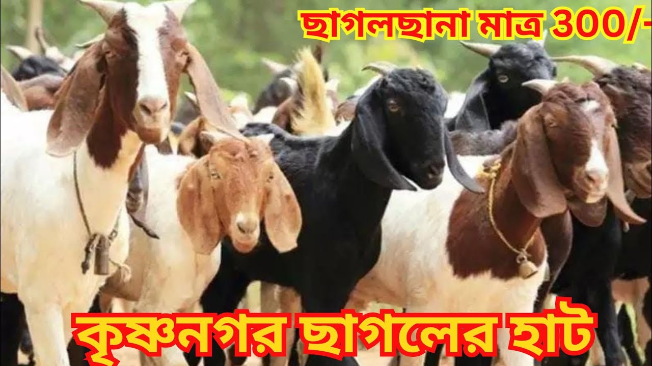 কৃষ্ণনগর ছাগলের হাট | Cheapest Goat Market in Kolkata | Chagoler Haat | Biggest Goat Market Kolkata