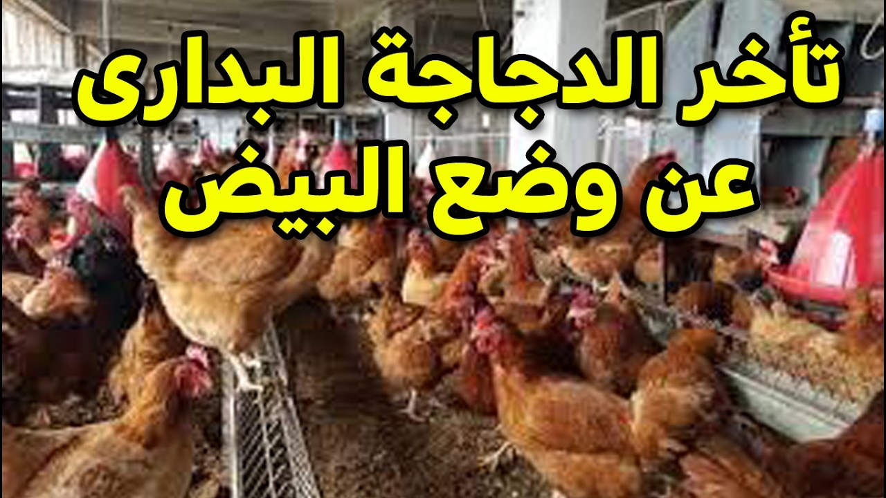🐔ايه سبب تأخر الدجاجة البدارى في وضع البيض وقلة انتاج البيض وعلاج سحري ومفاجأة كبيرة في آخر الفيديو