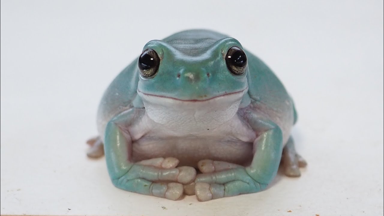 肺炎になったカエルに1ヶ月間お薬をのませた結果…