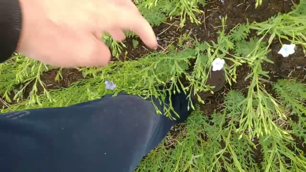 Лен зацветает. Поле 2