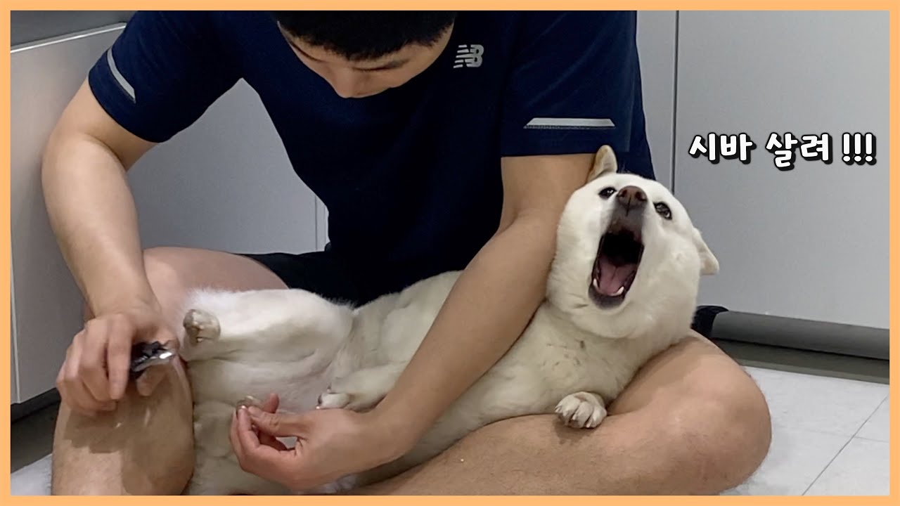 개엄살 시바견 3단 고음...