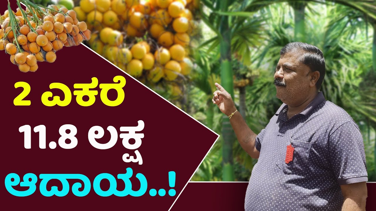 ಕೇವಲ 900 ಅಡಿಕೆ ಗಿಡಗಳಿಂದ 11.8 ಲಕ್ಷ ರೂ. ಆದಾಯ | 900 Areca nut plants, 11.8 lakh income #betelnutfarming