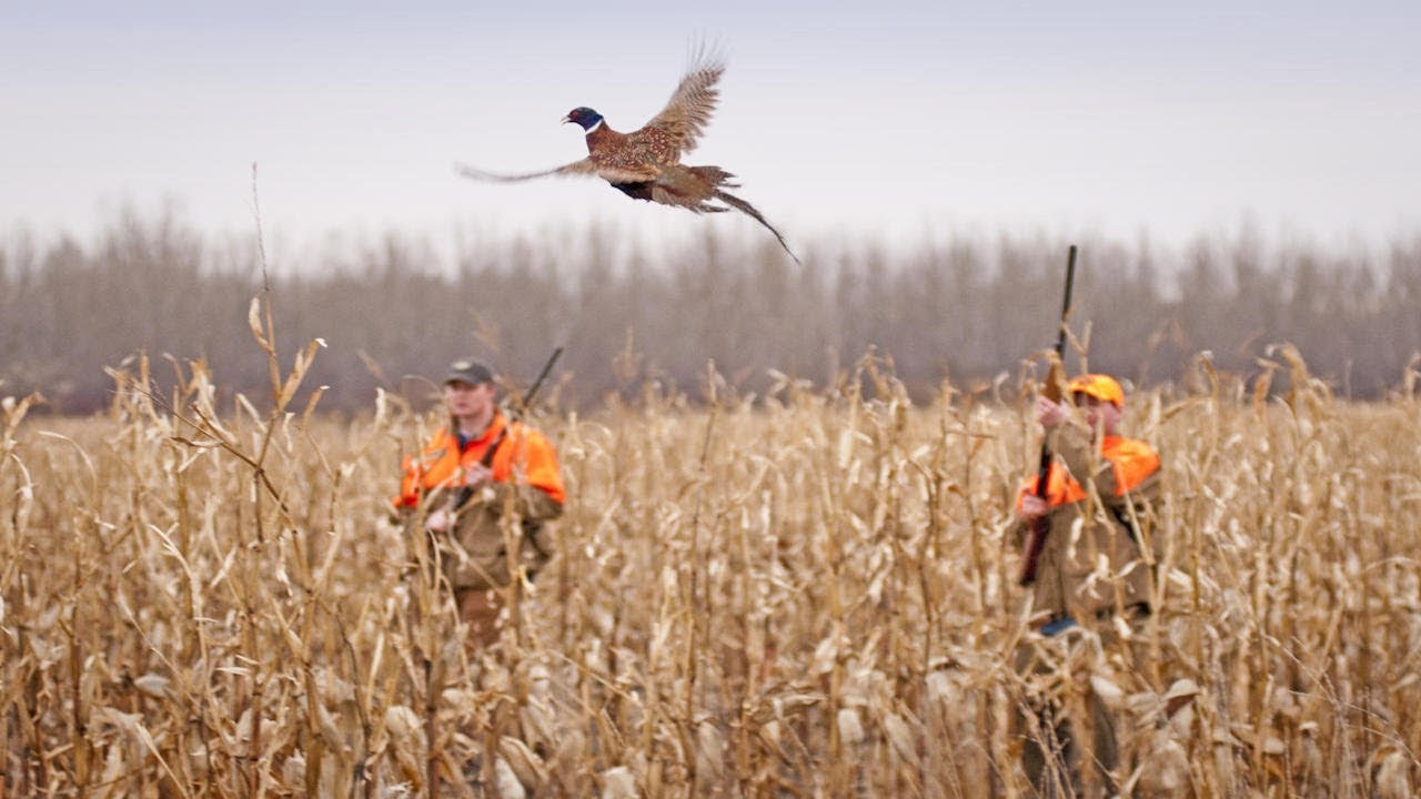 Нарезка лучших выстрелов из охоты на фазана 2017 / ТОР-8  SHOTS PHEASANT HUNTING