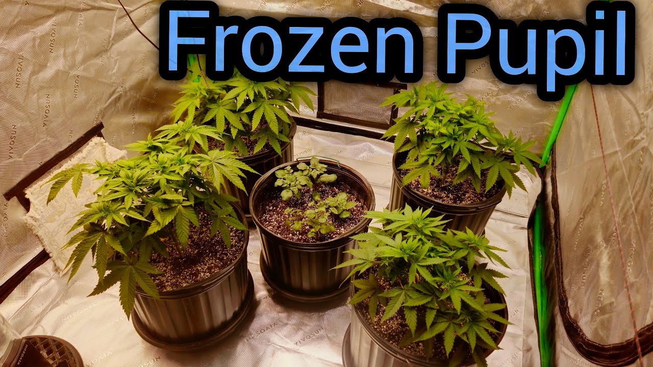 Frozen Pupil week 5 of veg - The Friendly Grower