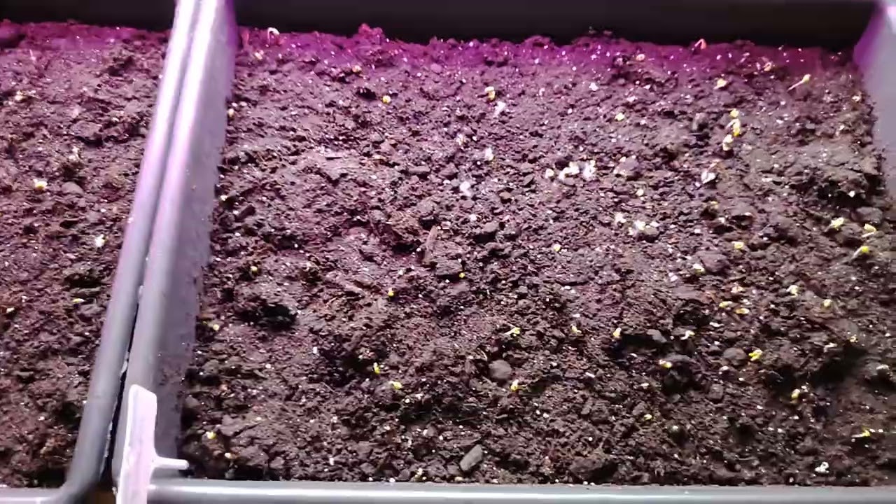 Перший результат. Сходження капусти🥬і перцю🫑