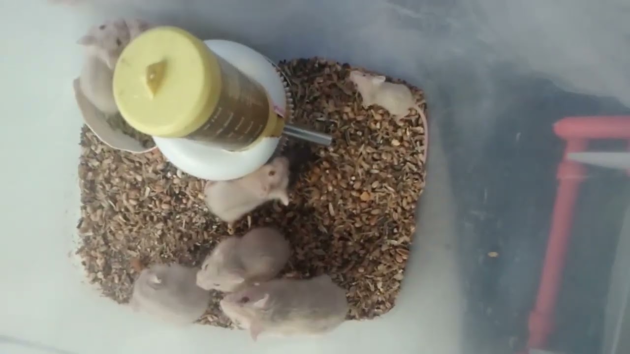Bkit may nahaluan na dagang costa sa bincage ng winter white hamster(cdh)