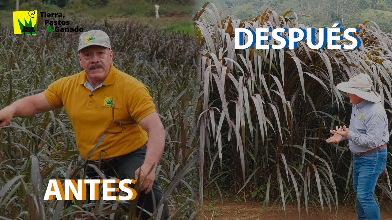 ¿Cómo fertilizar una héctarea en pasto de corte?