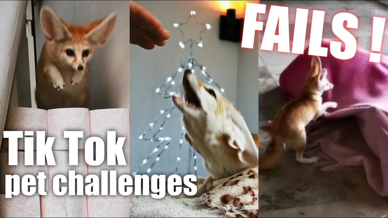 Pet Tik Tok Challenges with a FOX - HUGE FAIL