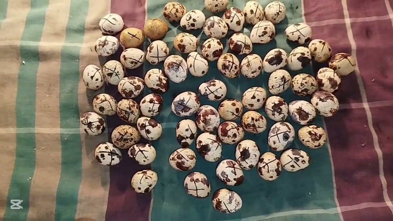 ইনকিউবিউটরে কিভাবে ডিম বসাবেন 
