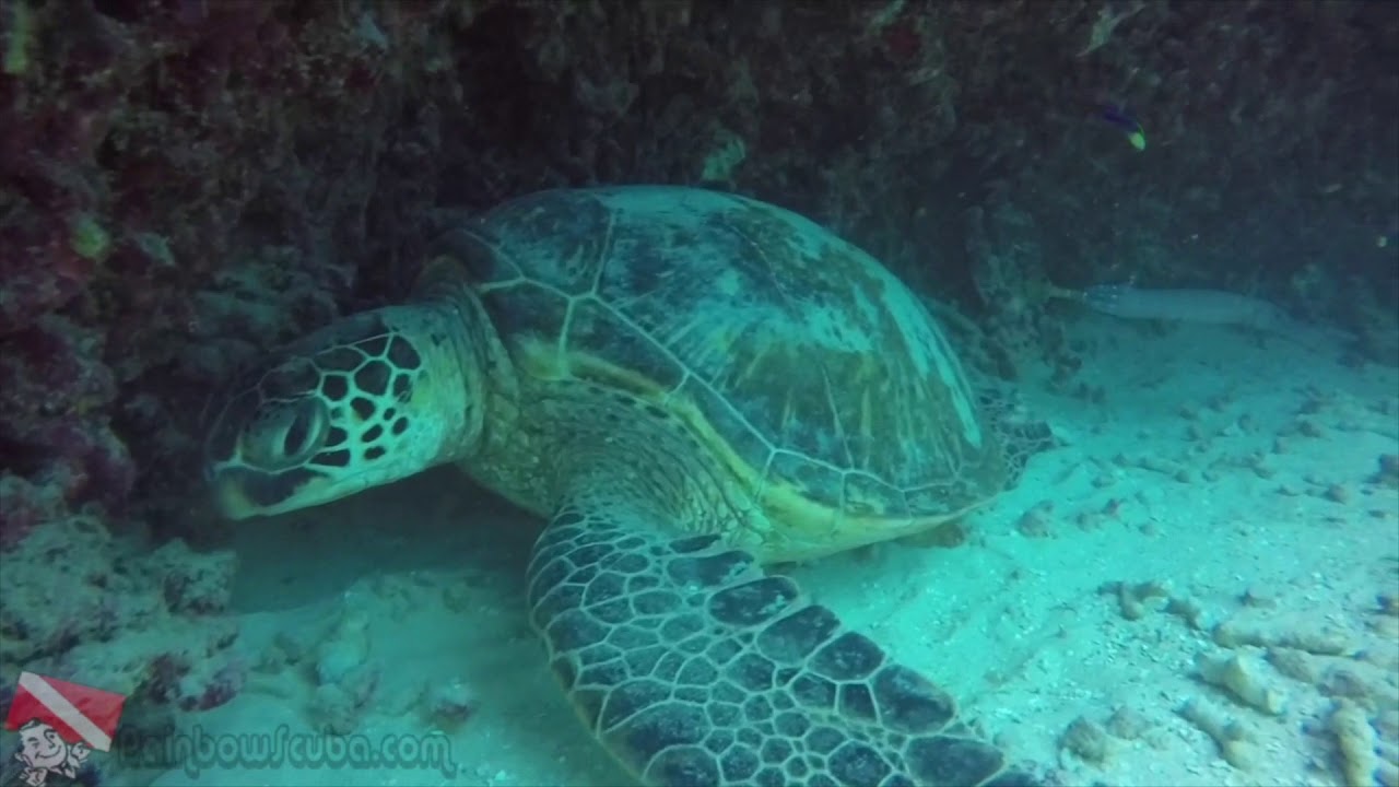 Scuba Hawaii - vlog 033