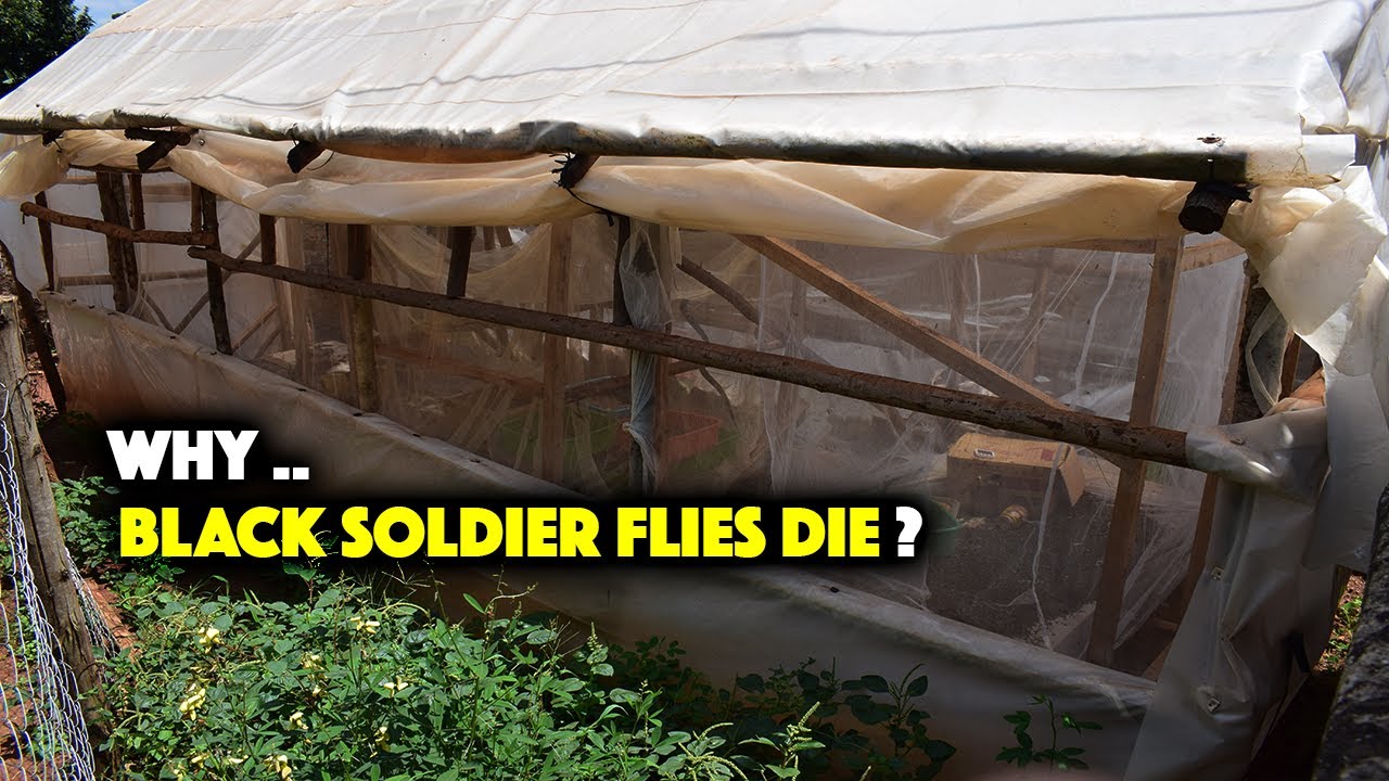 Why BLACK SOLDIER FLIES DIE? #Cheapchickenfeeds #maggotfarming