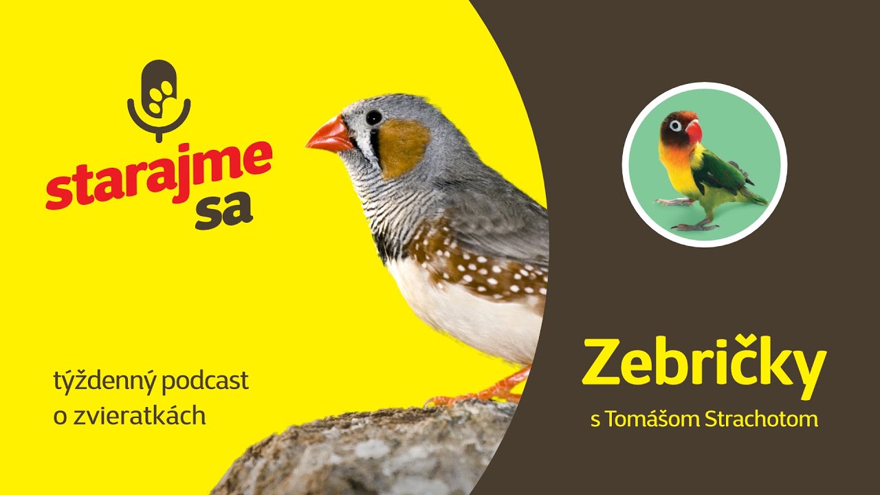 Starajme sa | Vtáky: Zebričky