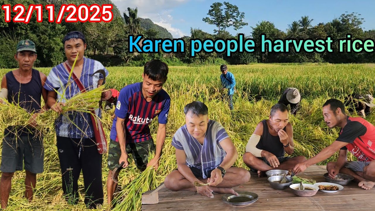 Karen people harvest rice ကူးဘုဝံၤဟဲက့ၤအီၣ်မ့ၤဒီးမဲးတဲးလဲးညၣ်အ့ၣ်ခၣ်
