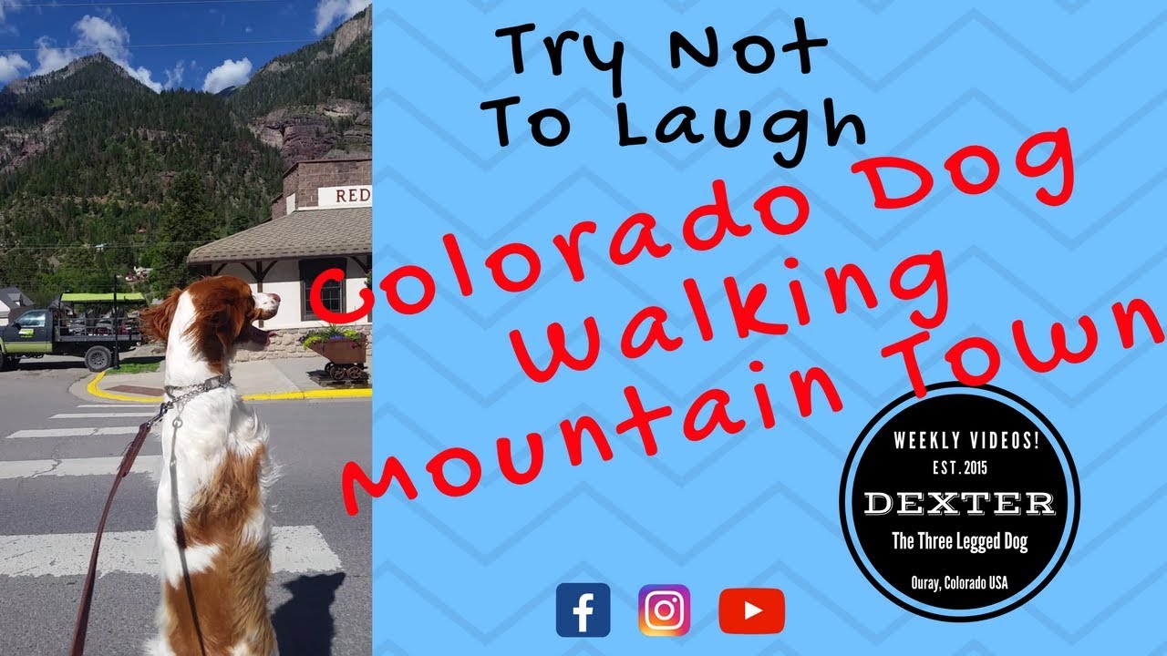 Dexter! DOG WALKING UPRIGHT! Try Not to Laugh! Colorado Dog walking on Hind Legs in Mountain Town