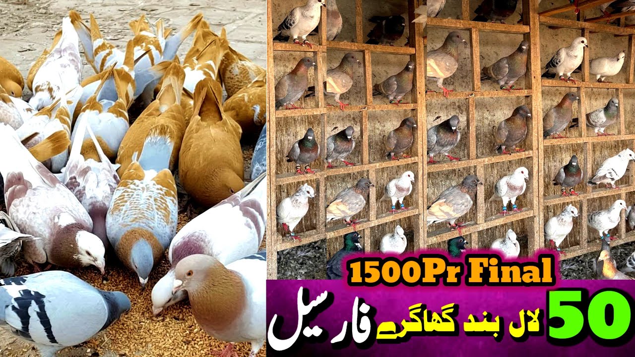50 Lalband Jungla Kabootar ForSale | Khara Khal Jogi Or Roshana Nojawan Kabootar | ForSale Pigeons