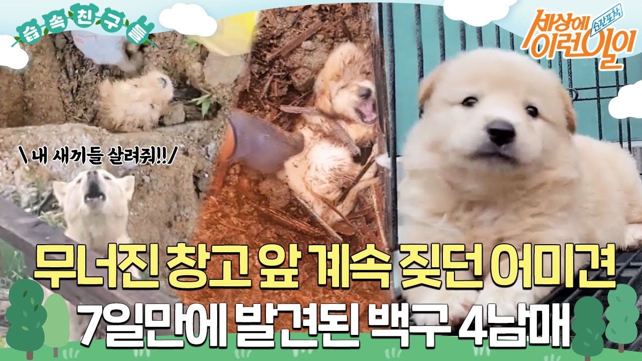 [#습속친구들] 😭무너진 창고 앞 울부짖는 어미견, 그리고 흙더미 속 7일 만에 발견된 백구 4남매!🐶#순간포착세상에이런일이 #WhatonEarth #SBSstory