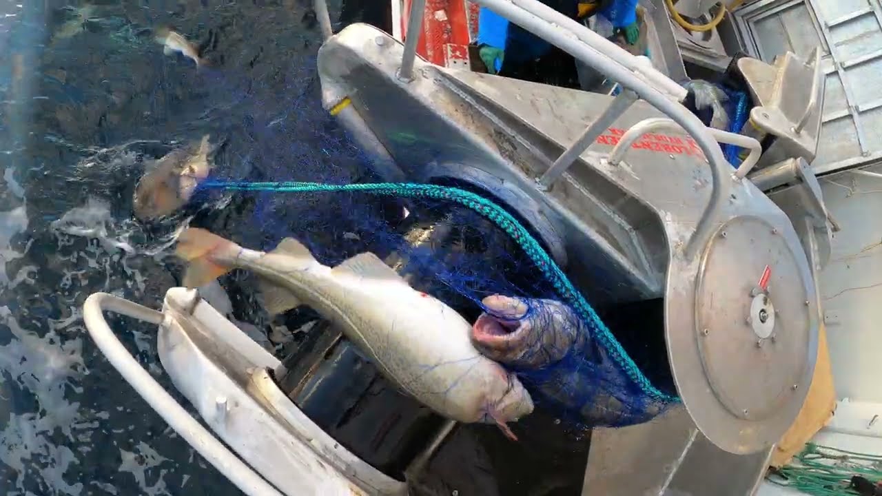 Skrei fiske Sørøya 2023 (4K HD) Cod fishing