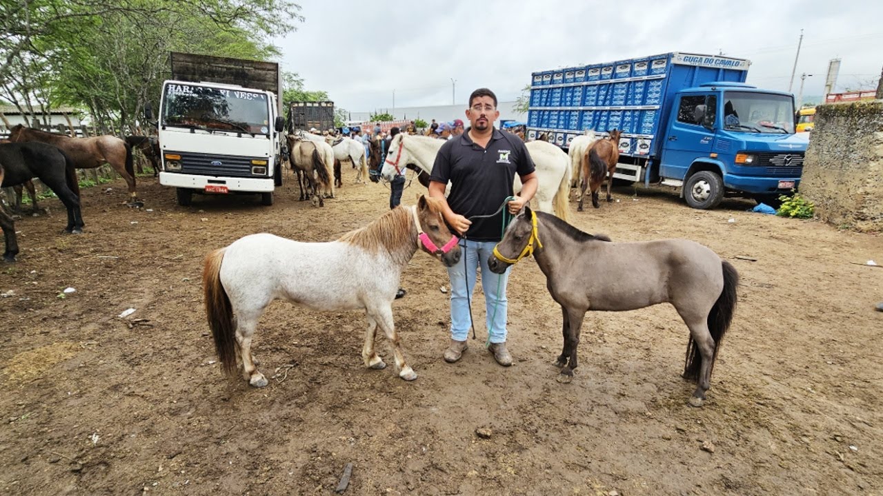 FEIRA DE CAVALOS EM CARUARU-PE  17-06-2025 #nordeste