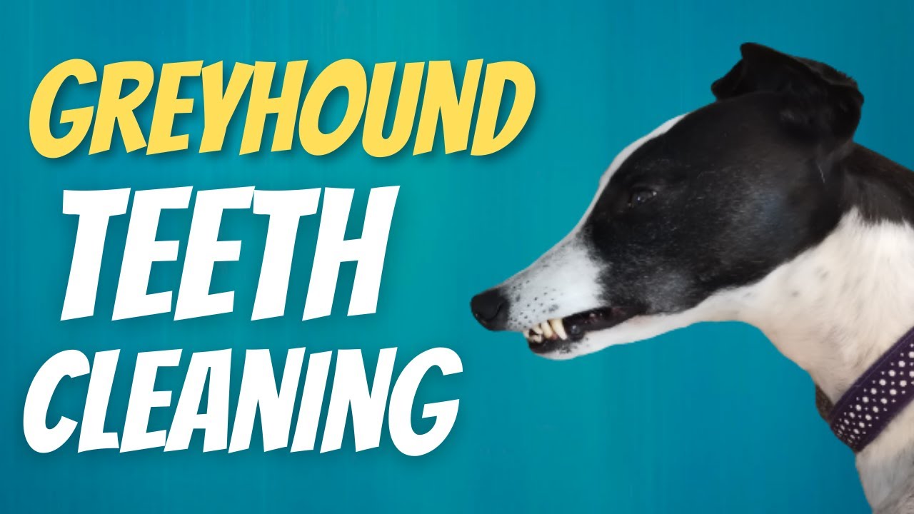 How to clean your dog's teeth